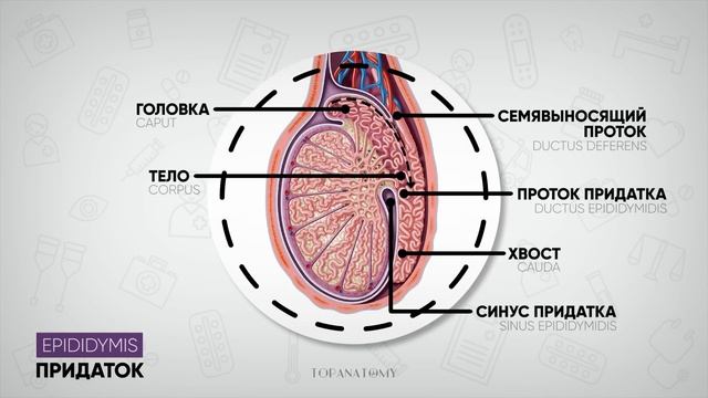 Придаток яичка у мужчин удаление
