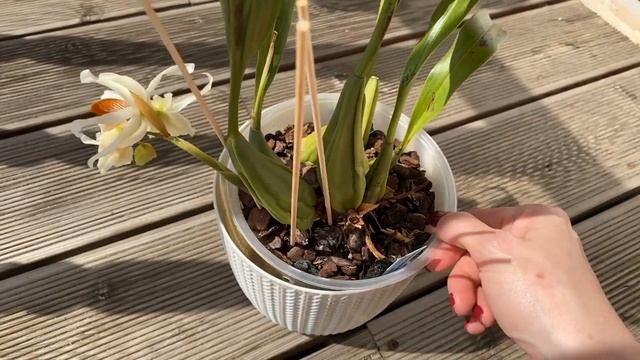 Coelogyne Fukuba смотреть онлайн