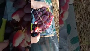 ДУБОВСКИЙ РОЗОВЫЙ. ОЧЕНЬ КРУПНЫЙ И КРАСИВЫЙ ВИНОГРАД. 2023 ГОД. ВИНОГРАД СРЕДНЕЙ ПОЛОСЫ.