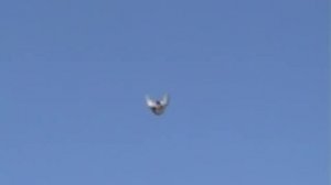 Николаевские торцовые голуби (Nikolajevski pigeons, Tucheresi, الحمام, gołębie)