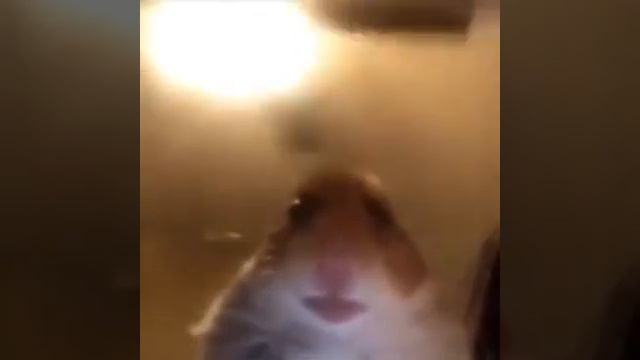 Хомяк смотрит в камеру смотреть онлайн