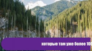 В этой стране есть озеро, где деревья растут вверх ногами – как в сказочном фильме