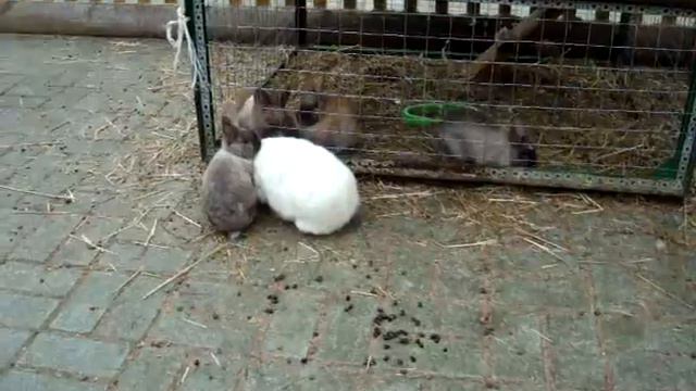 Крольчиха и забавный крольчонок смотреть онлайн