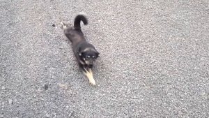 Амман яйца чешет