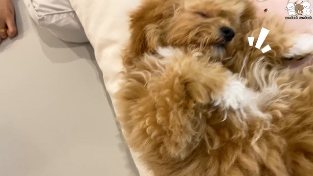 엄마랑 잘 거야!! (자기 전 꼭 칭얼거리는 강아지)