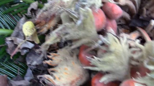 Cycas Revoluta, Sago Palm-It took 20 years to make these seeds! смотреть онлайн