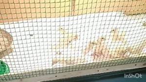 Индюшата хайбрид конвертер 10суток.