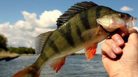 Как аккуратно почистить окуня.