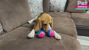 PU3049 Игрушка для собак Pet Universe набор из 2-х прочных мячиков со звуком и шипами