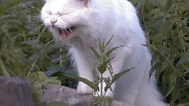 смешной кот