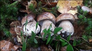 Белые грибочки в конце Сентября. Короткая прогулка по лесу
