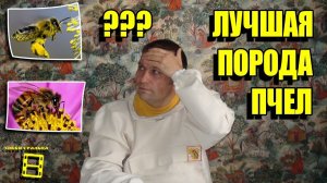 ВЫБОР ПОРОДЫ ПЧЕЛ. КАКАЯ ПОРОДА ПЧЕЛ ЛУЧШЕ? ГДЕ КУПИТЬ ПЧЕЛ? ЛЮБИТЕЛЬСКОЕ ПЧЕЛОВОДСТВО С "0"