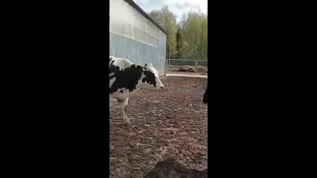 Племенные нетели Голштинской породы со среднегодовым надоем  матерей 9871