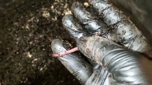Червь Чёрный Принц Перерабатывает Органику