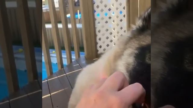 Веселые хаски: видео приколы (Часть 5) смотреть онлайн