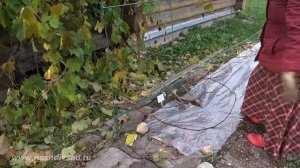 Подготовка винограда к зиме 2019