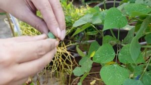 Harvest /ఈ సంవత్సరానికి ఇదే ఆఖరి హార్వెస్ట్ / చెర్రీ టమాటో & కణుపు చిక్కుడు /@MADGARDENER