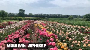 Прогулка по питомнику роз🌹