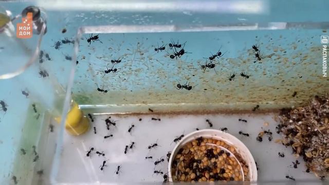 Обезьяны-крокодилы и зеленый попугай: самые необычные домашние питомцы смотреть онлайн