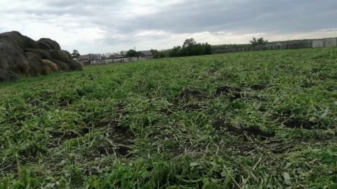 Про картофель 2023.