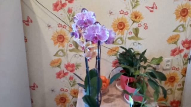 Ёлок как и цветов много не бывает. Новые орхидеи. смотреть онлайн