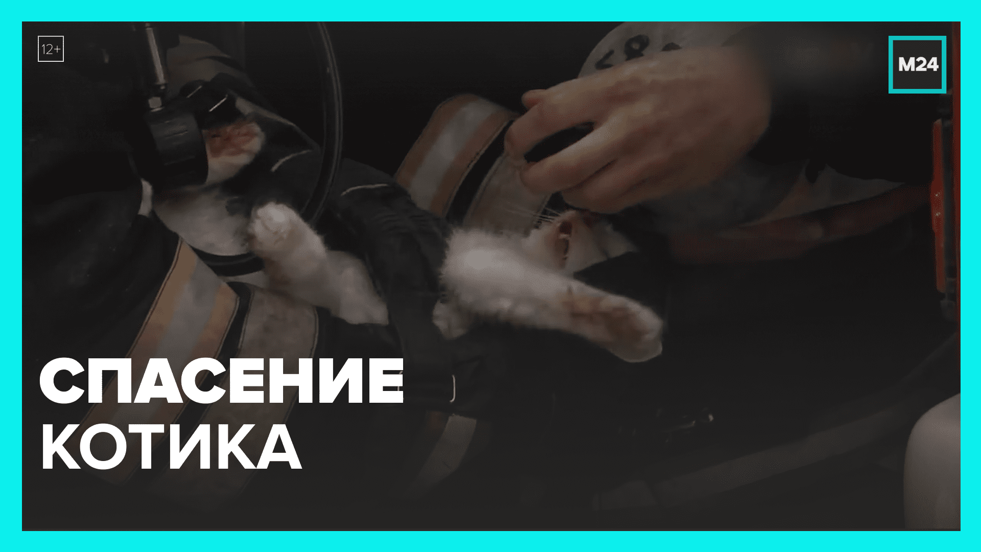 Спасите котика