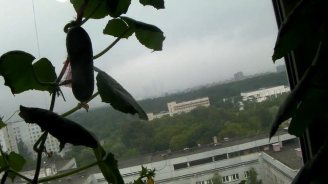 Сад и Огород, Дача - Выращиваем огурцы дома часть 4 (2017) - Кушнаренко Марзия смотреть онлайн