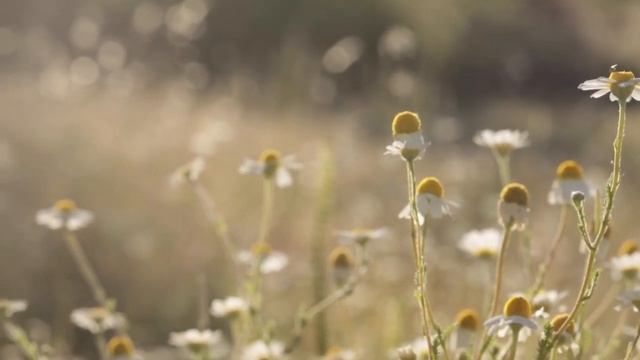 Indian Flute and Tibetan Bowl, Positive Vibrations, Healing Meditation, Yoga Music | BEST OF 2023 смотреть онлайн