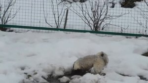 шит-цу на прогулке