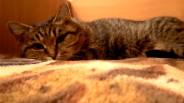 Небольшой рассказ про моих домашних петомцах смотреть онлайн