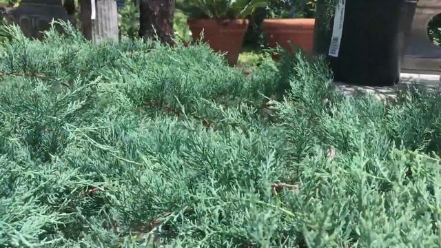 Grey Owl Juniper смотреть онлайн