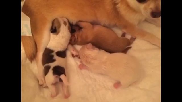 Чем опасны роды для Шпица и Чихуахуа? смотреть онлайн