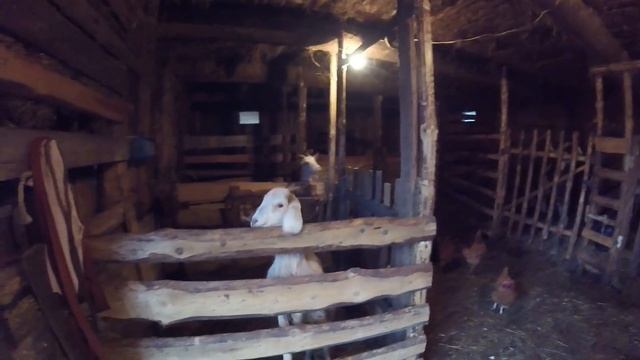 Деревенские будни. Выпал снег. Содержание животных зимой. смотреть онлайн