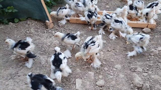 Мрамор брама цыплята 22 ден смотреть онлайн