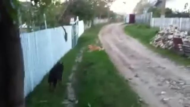 Овчарка играет с дворнягой смотреть онлайн