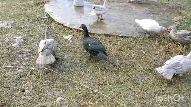 Подстилка уткам, какая лучше?