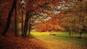 Звуки дождя в осеннем лесу для сна или учебы 🌿Шум дождя в осеннем лесу для сна или учебы