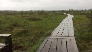 Болото Ельня. Витебская область.