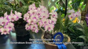 Gorgeous Vanda Kulwadee Fragrance - Singapore National Orchid Garden Visit