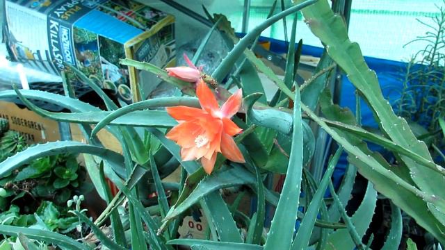 My Epiphyllum Orchid Cactus in orange bloom смотреть онлайн