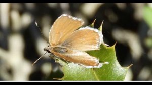 The geranium bronze or brun des pélargoniums in French (Cacyreus marshalli) Greece