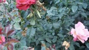 Rose Voodoo.mov