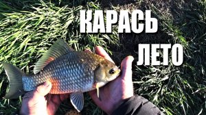 Карась. Рыбалка летом. Ловля карася на пенопласт.