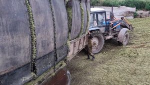 Выгрузка сенажа МТЗ-1221 и прицеп 1-ПТС9. К-701 на трамбовке