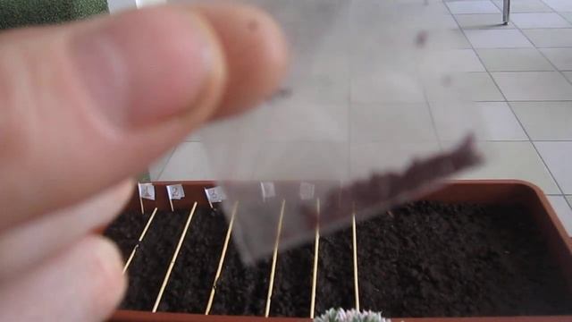 Посадили помидоры на рассаду. Начинаем дачный сезон! смотреть онлайн