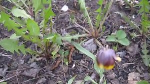 Многолетник.Рябчик малый,шахматовидный.