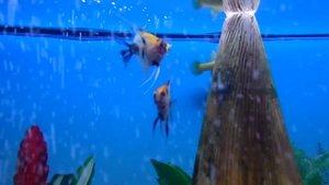 Парчовый сом !