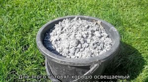 Гортензия в Сибири: посадка и уход, размножение
