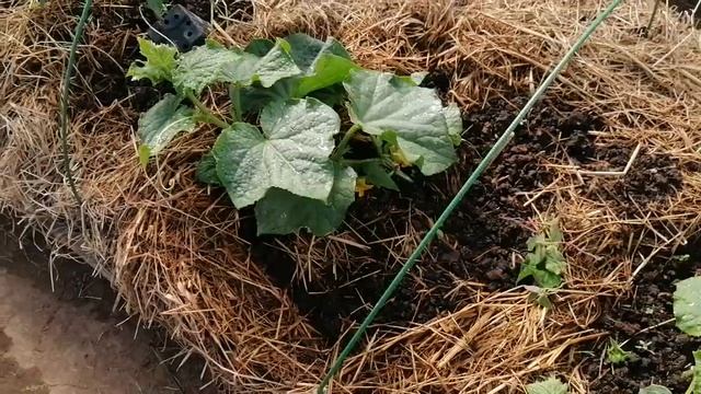 Огурец В Июне В Теплице // Огурец Вьюга Ф1 //С.Х.У смотреть онлайн