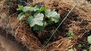 Огурец  В Июне В Теплице // Огурец Вьюга Ф1 //С.Х.У